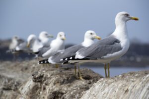 LINEで恋愛詐欺を防止するためのポイントは？